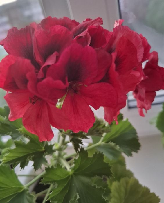 Продам комнатные цветы .