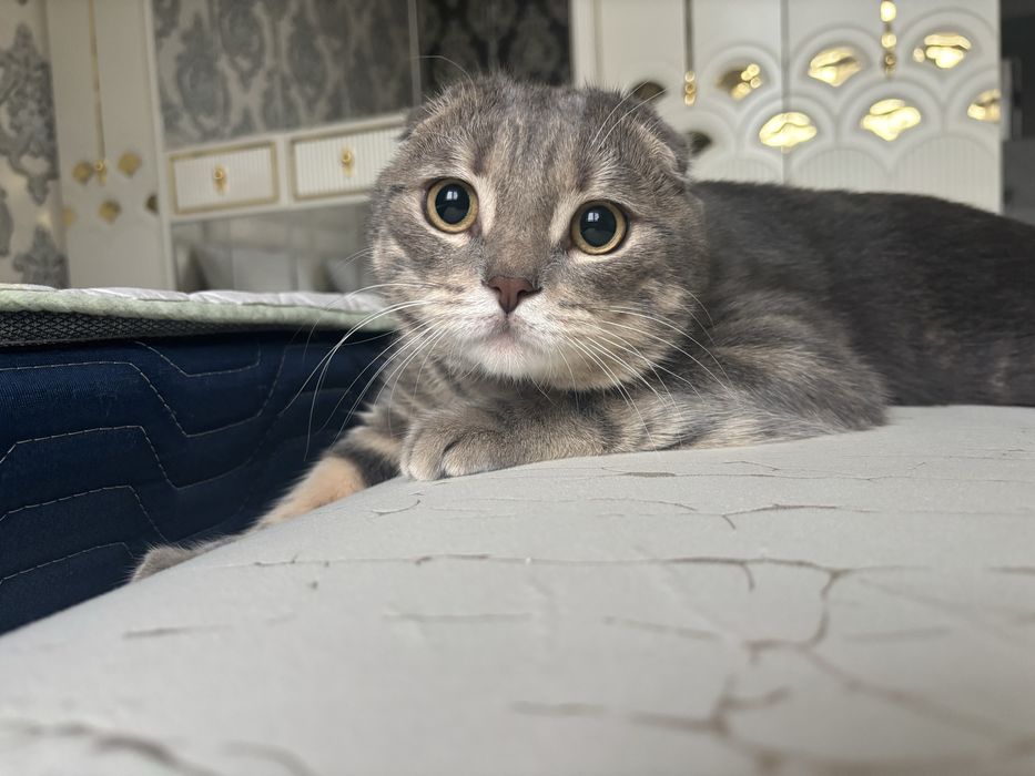 Mushuk skottish fold