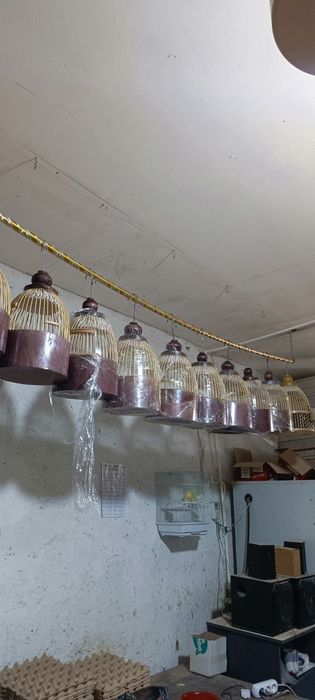 Италия бедана учун кафас italiya bedona uchun qafas тур ковок