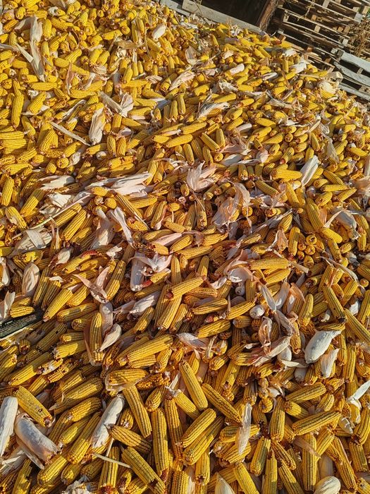 Продам кукурузу в початках