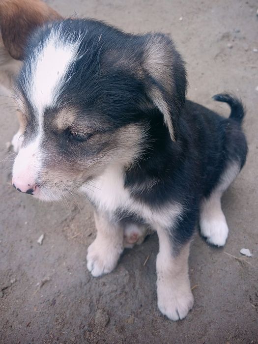 Собачка продаётся