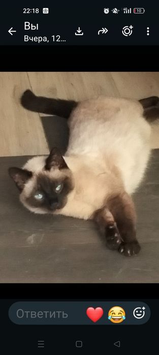 Пропал сиамский кот