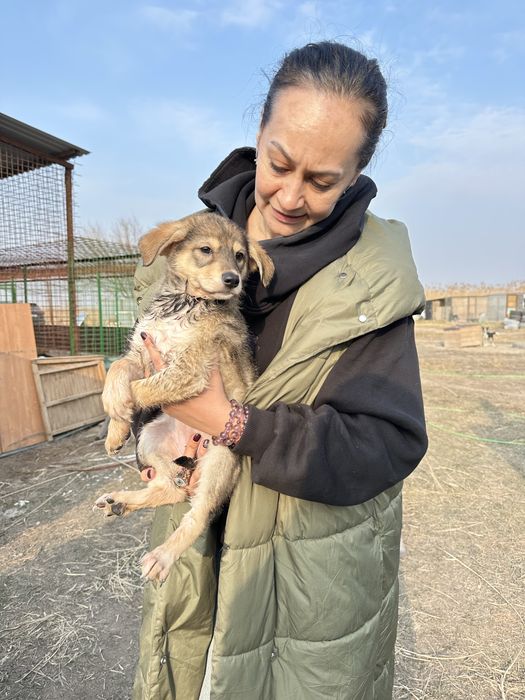 Ищем дом щенкам звонкам.