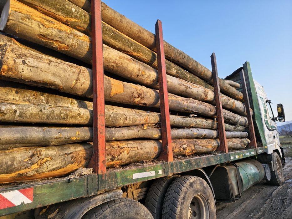 Lemne de foc fag, carpen!