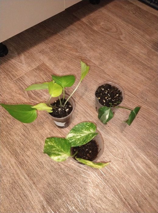 Комнатные растения продажа