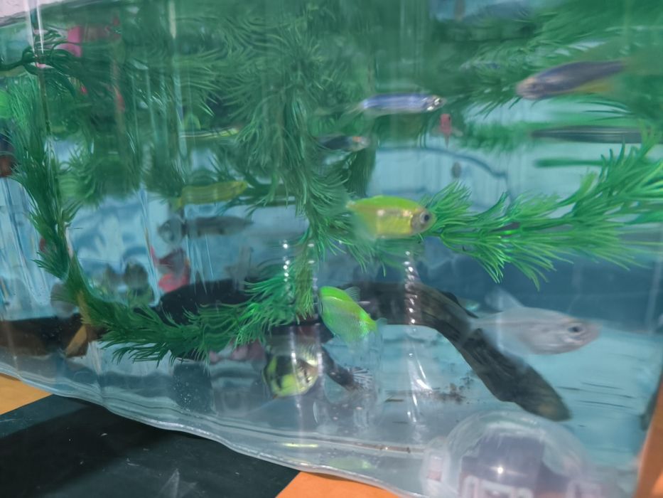 Продам аквариум можно как террариум