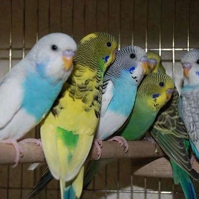 Продажа попугай волнистые срочно продам