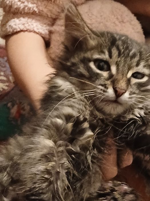 Срочно нашли кота