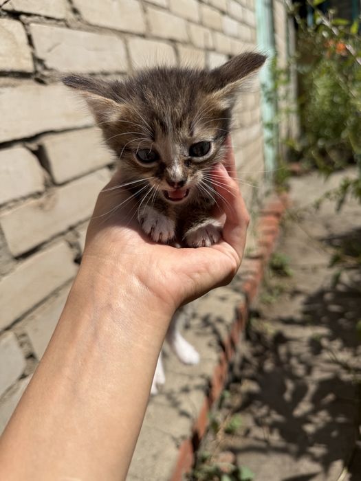 Кошечки и Котики