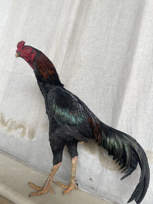 Manbo zot tulak pixchi yul kaltaki zur oʻyini ham bor