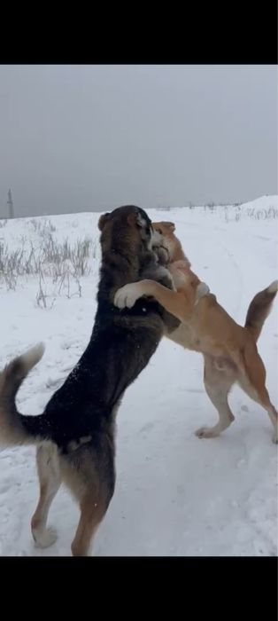 Среднееазиатская овчарка