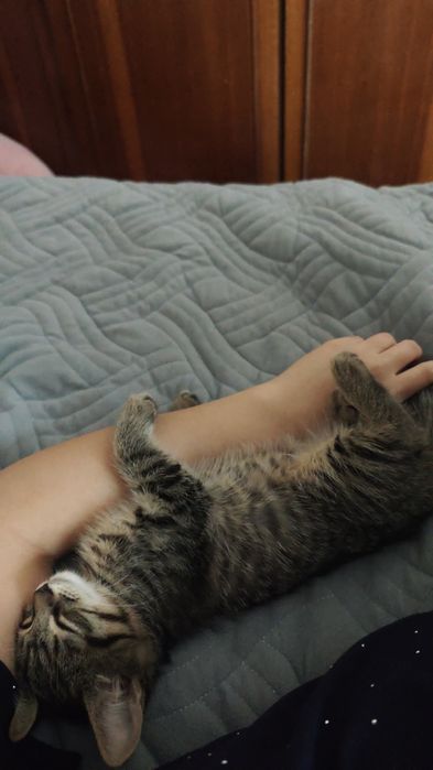 отдать кошечку в добрые руки,
