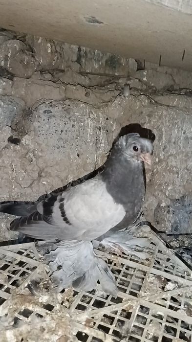 Голуби ронтовые пискуны