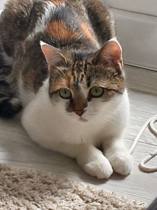 Кошка бесплатно в добрые руки