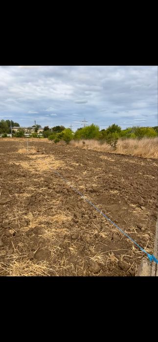 DE Vanzare tern steau de mare 2