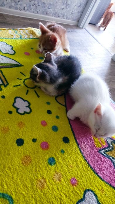 Отдам даром котят