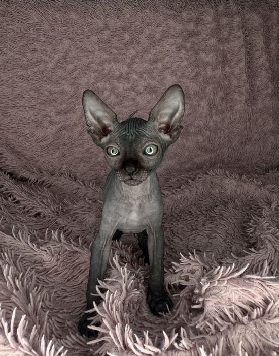 Котята сфинкса.