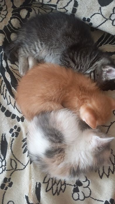 Котята даром! В добрые руки