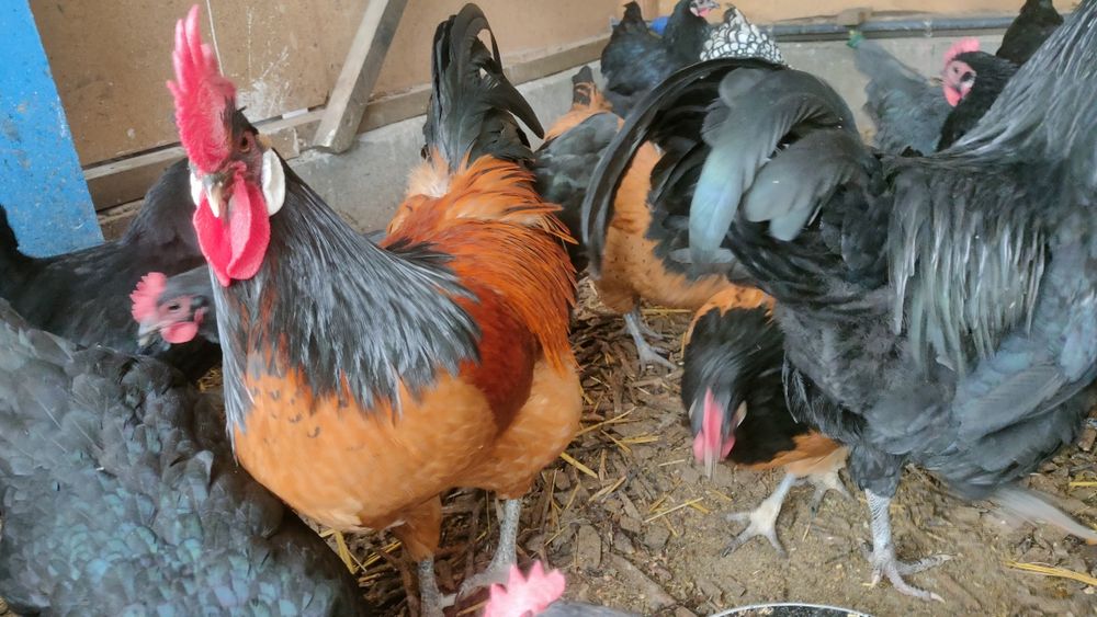 Familie vorwerk 4 găini/puicuțe+1 cocoș vand/schimb Wyandotte argintiu