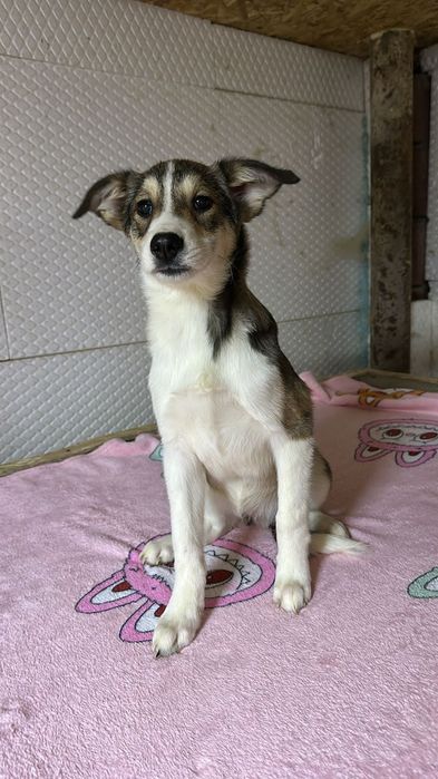 Отдам в добрые руки