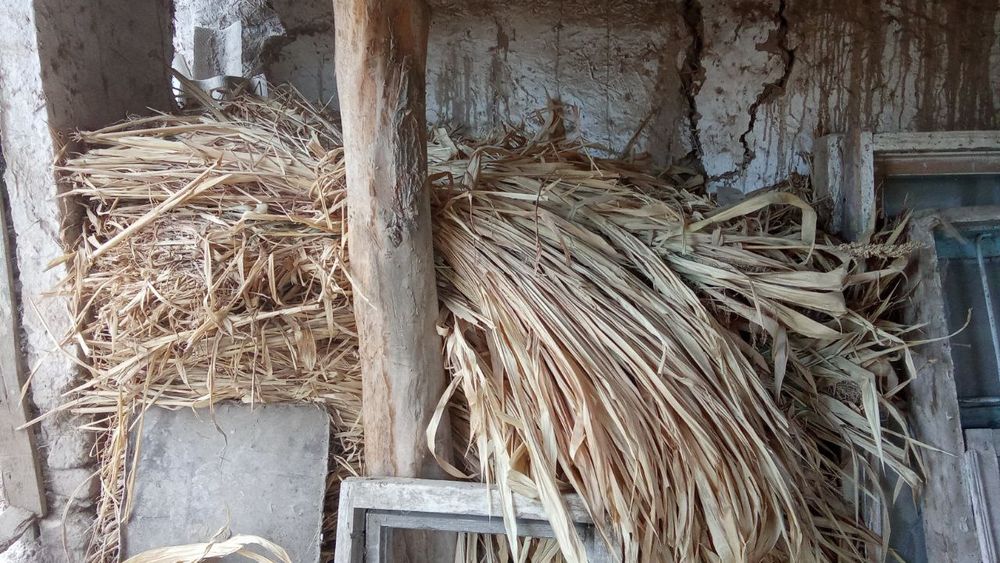 Ag'ash shop qada satiladi