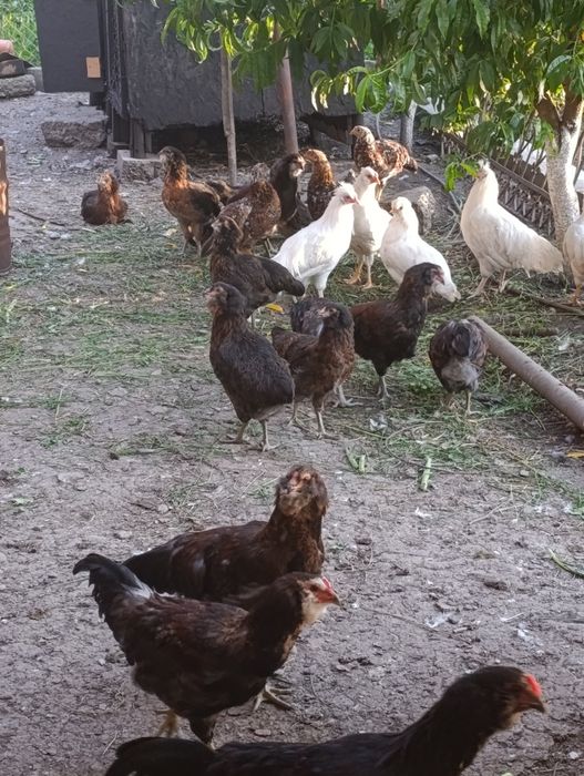 Vând pui de rasă Ameraucana