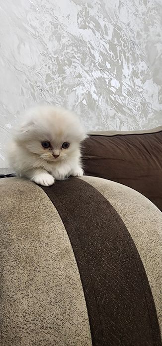 Мушукчалар зотдор, соглом сотилади