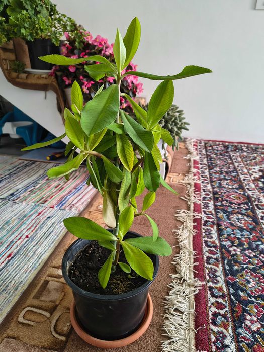 Van yucca și arbore de cauciuc ,diferite mărimi