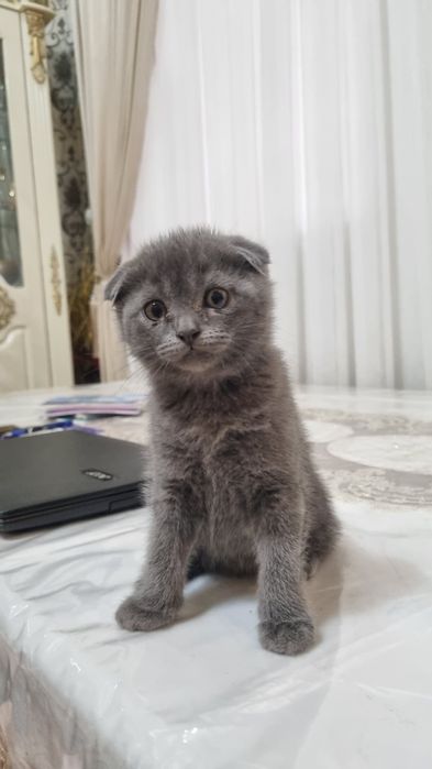 скотиш фолд 2та угил