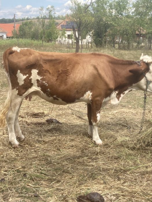 Vand vaca gestanta întro luna
