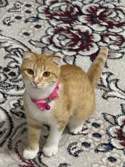 Кошка 6 месяцев с