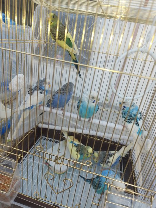 Красивые папугайчиков 4шт