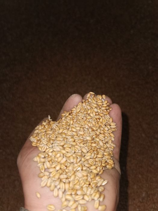 Vând Porumb, Grâu și Ovăz !!!