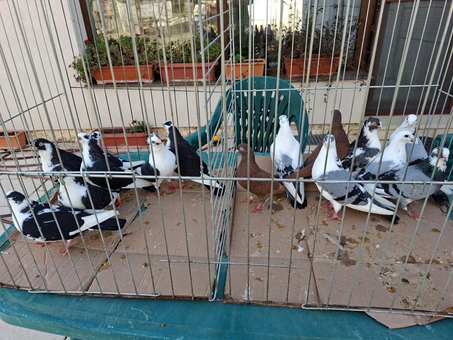 Vand porumbei voiajori capaciti si jucatori de Galati