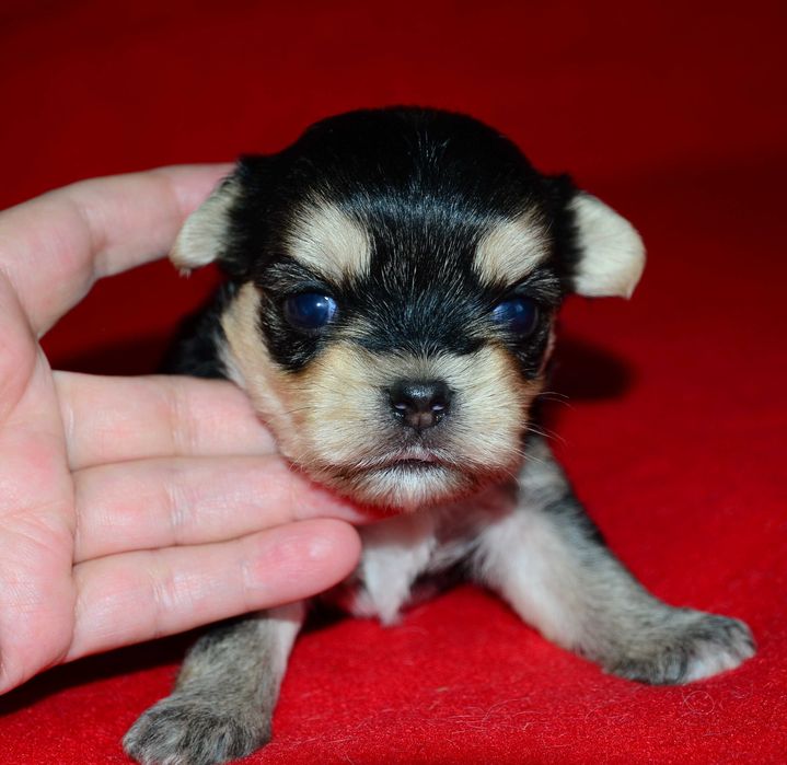 Йоркширский терьер ,роскошные щенки йорка!