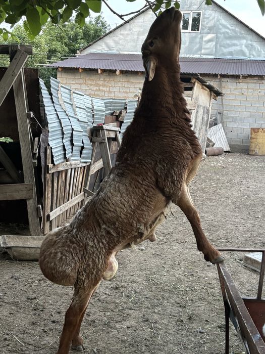 Қошқар қой сатылады