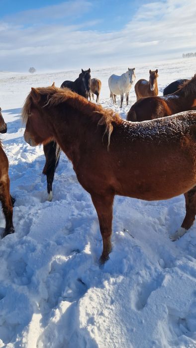 Айгыр сатамыз казакы мыкты