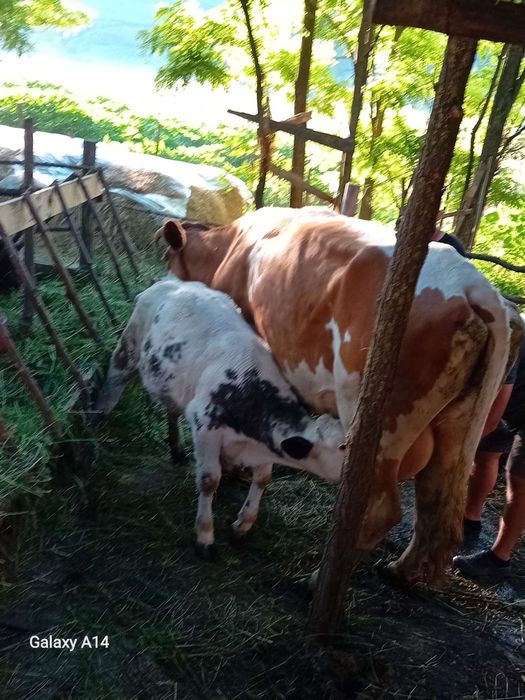 De vanzare vaca cu vitica