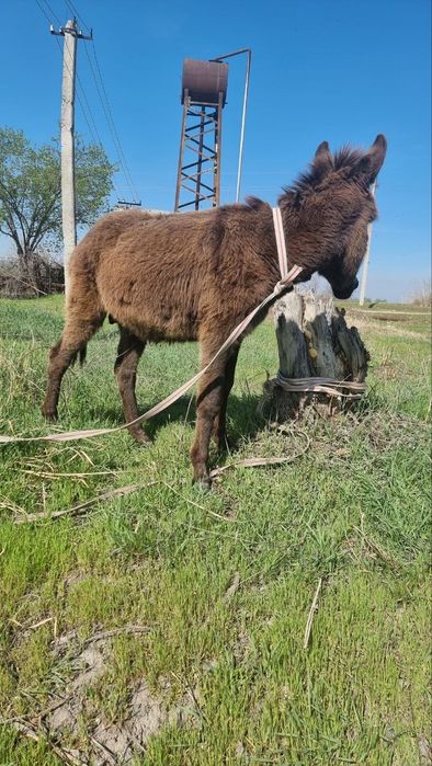 Krainova Yana yalangoch fotosurat