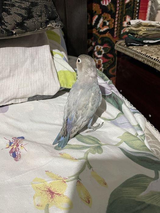 Nerazluchnik ruchnoy