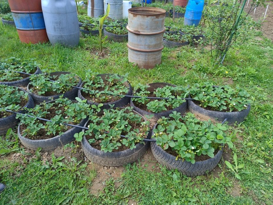 Гуми с целогодишни ягоди