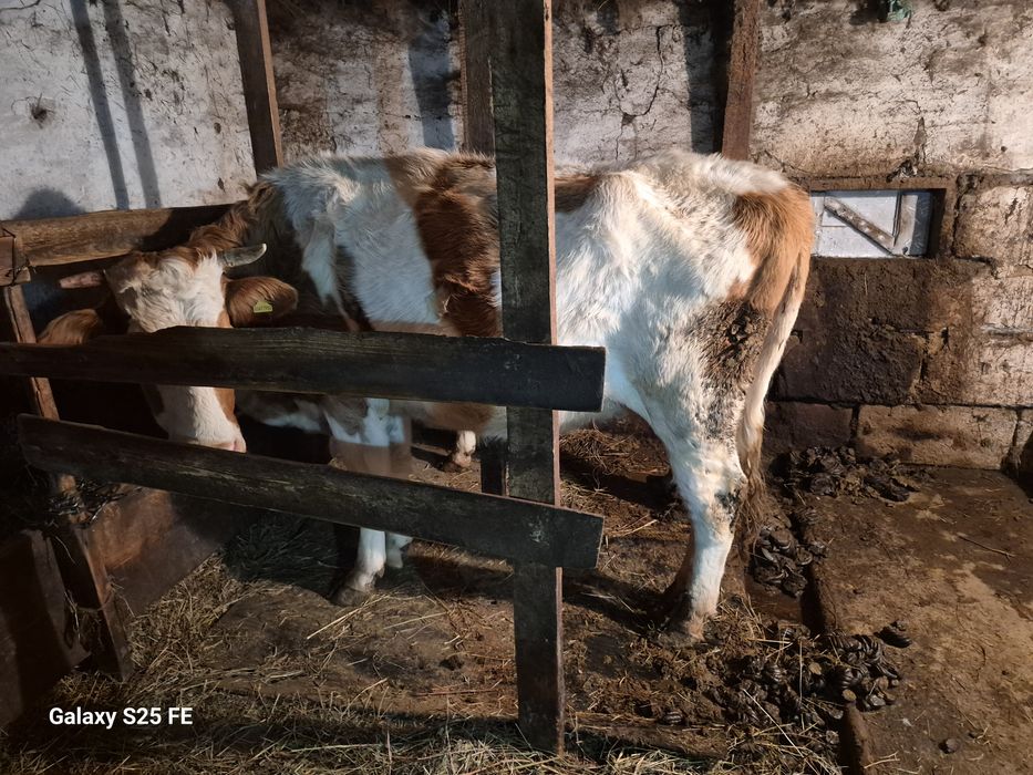 Продам двойных коров