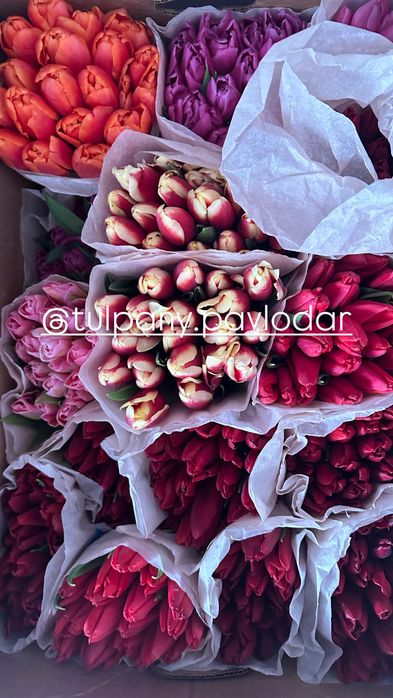 Тюльпаны продам. Красивые, качественные, в розницу