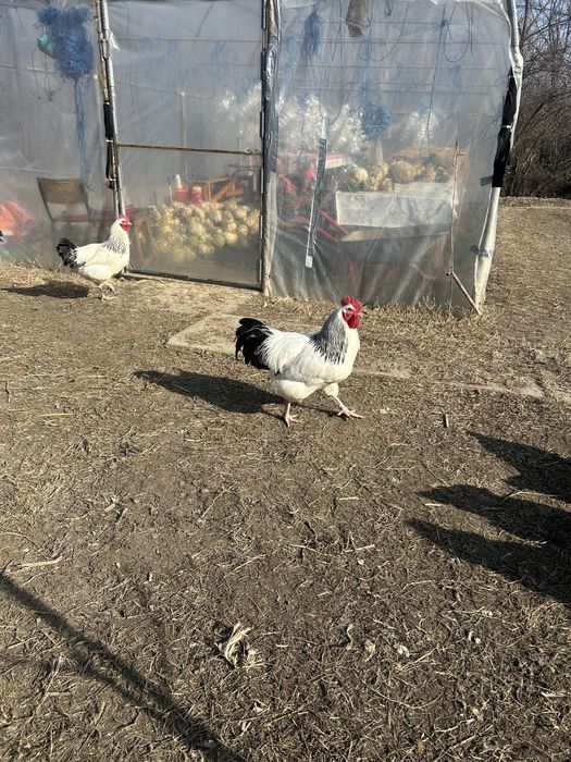 Cocosi sussex de vanzare varsta 8 luni... am si oua de vanzare...5 lei