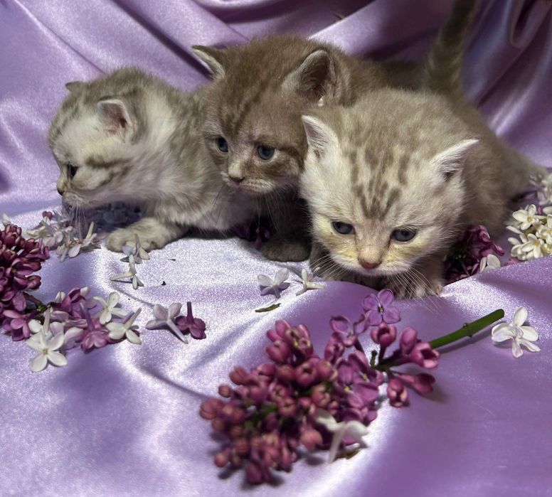 Котята шотландские