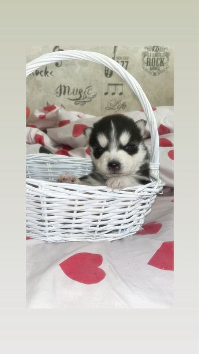 Продам щенков Сибирской хаски