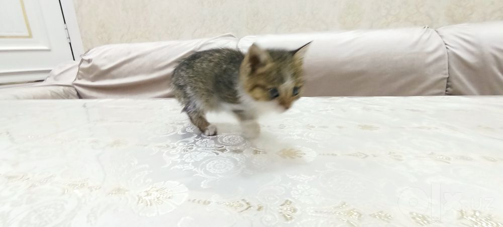 Hadyaga beriladi
