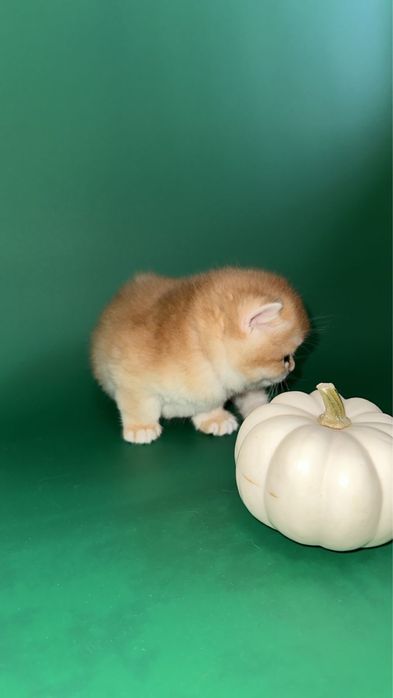 Котята Британскиой Золотой Шиншиллы