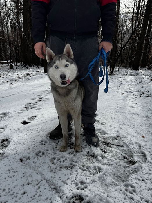 Ищем хозяина, срочно.