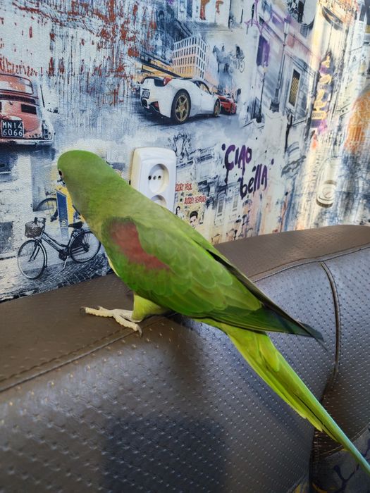 Попугай Александрийский